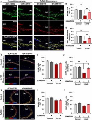 Administration of Bifidobacterium bifidum BGN4 and Bifidobacterium longum BORI Improves Cognitive and Memory Function in the Mouse Model of Alzheimer’s Disease